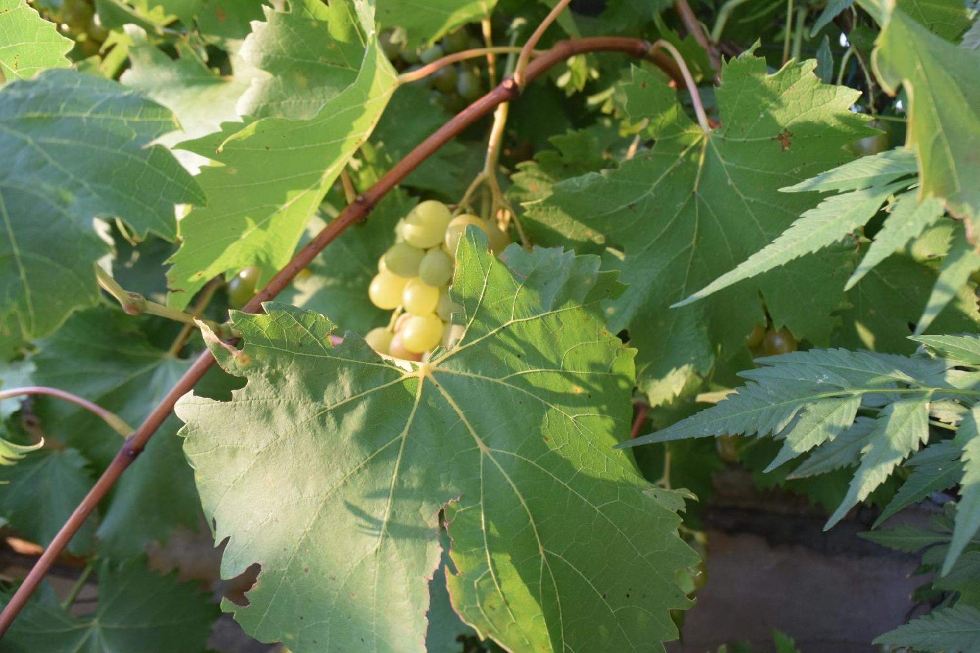 Grancic Appartamento